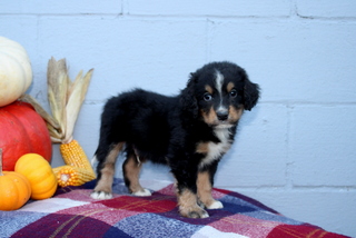 puppy, for, sale, Bernadoodle, Matthew B. Stoltzfus, dog, breeder, Gap, PA, dog-breeder, puppy-for-sale, forsale, nearby, find, puppyfind, locator, puppylocator, aca